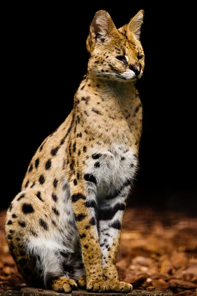 Artis 动物园中的野生猫 — 图库照片