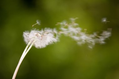 Dandelion on wind clipart