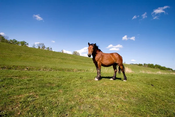 stock image Brown horse on the meadow