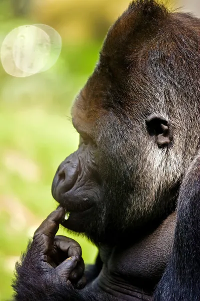 Gorila está a pensar em algo. Imagem De Stock