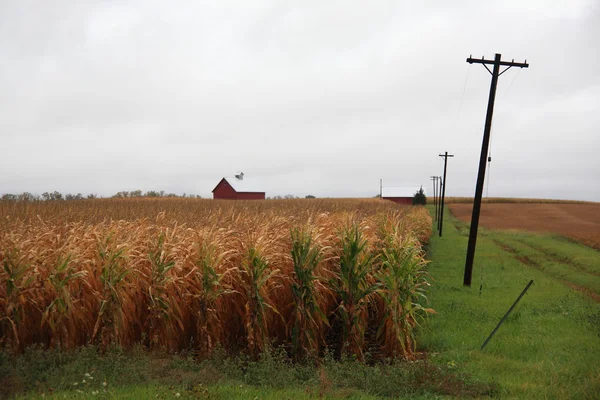 トウモロコシ畑と左折し、ルート 66 の近くの農家 — ストック写真