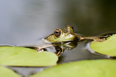 Resting on the Lily Pad clipart