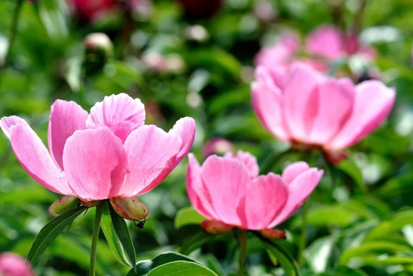 Stock image Pink peony flower