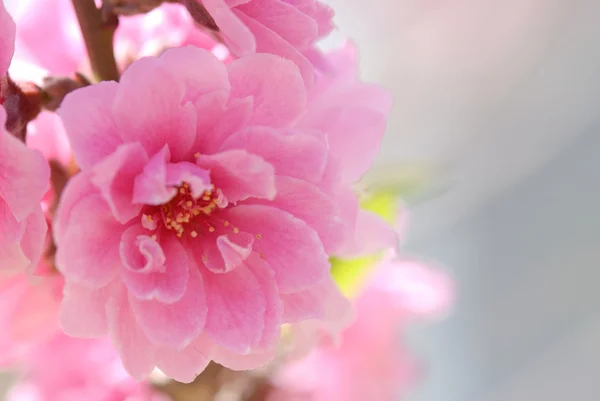 stock image Pink Flower Blossom