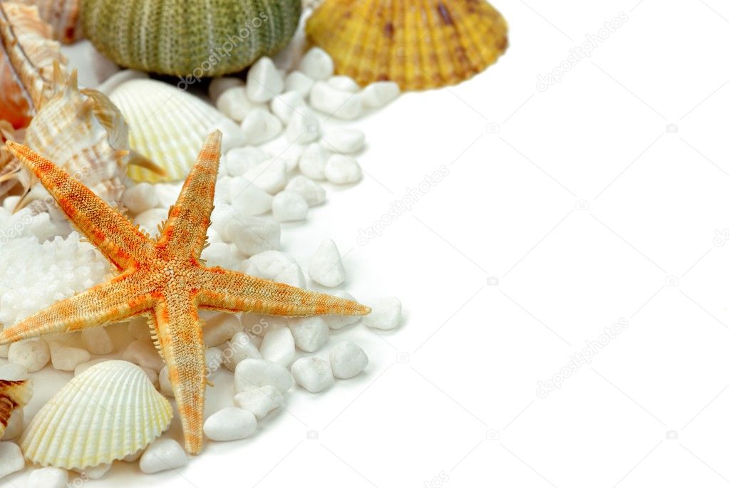 Seashells and white stones