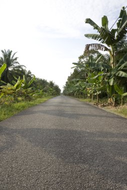 yol