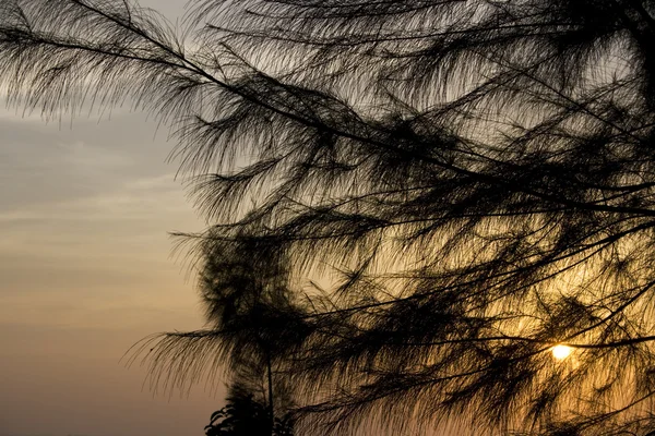 stock image Pine in sunset