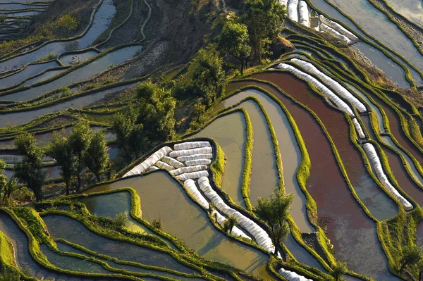 stock image Terraced farmland