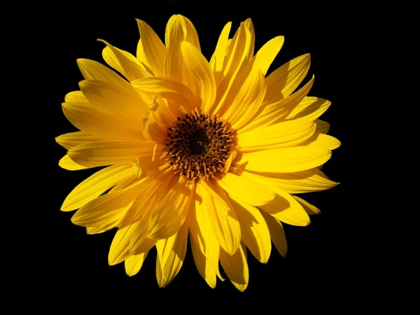 stock image Sunflower