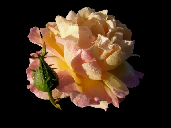 Rosa. Fotografia De Stock