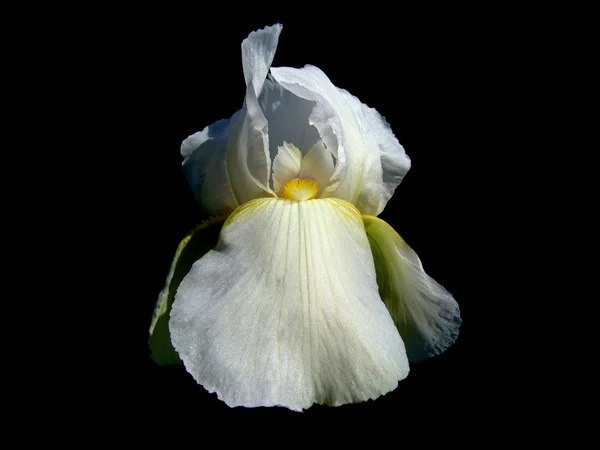 Iris. Flor . — Foto de Stock