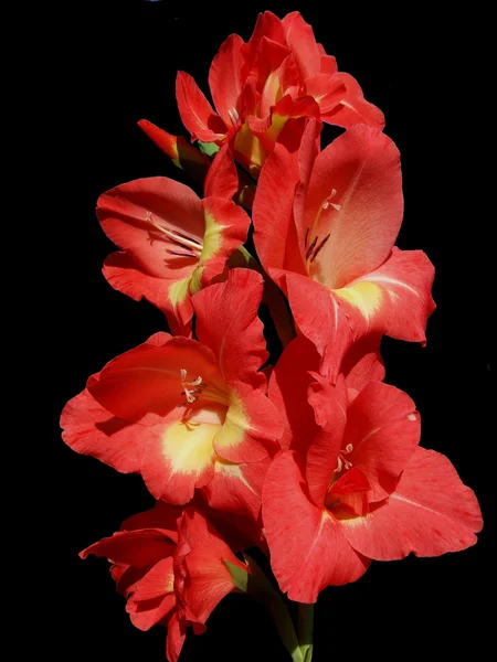 Piros virág, gladiola — Stock Fotó