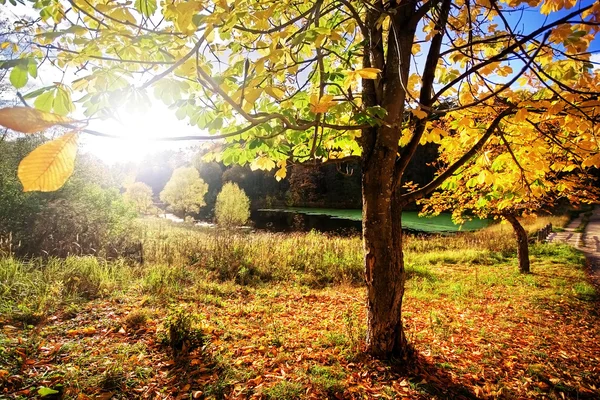 O sol brilha através da folhagem da árvore — Fotografia de Stock