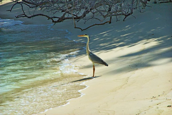 stock image Bird by the sea