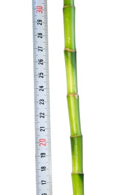 Plant with a ruler clipart