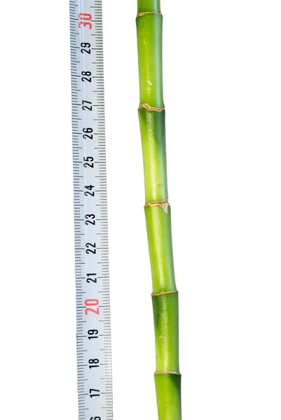 Plant with a ruler — Stock Photo, Image
