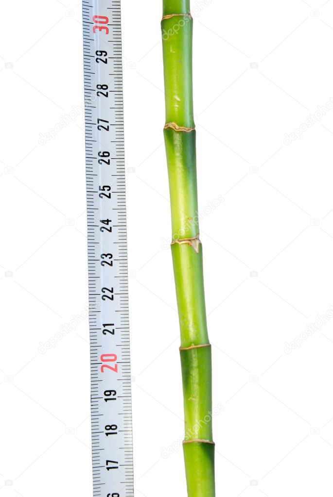 Plant with a ruler