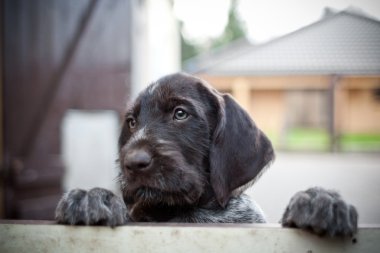 Yalnız yavru köpek