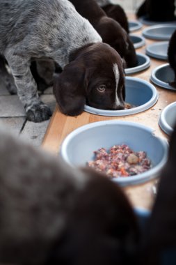 yavru köpekleri