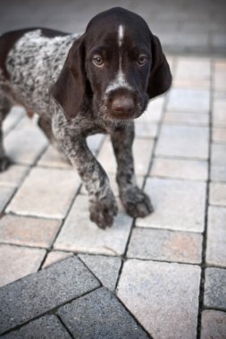 yavru köpek yürüyüş