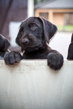 Yalnız yavru köpek