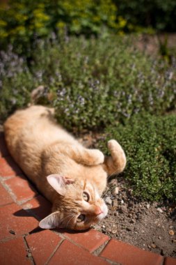 Cat laying in garden clipart