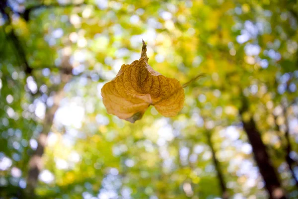 stock image A falling leaf in autumn