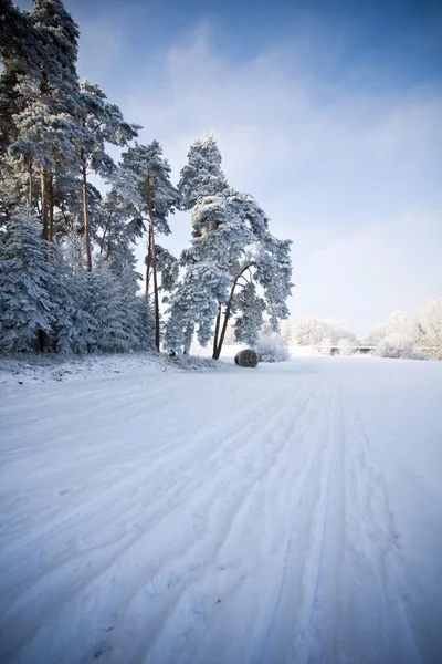 Cena da natureza no inverno — Fotografia de Stock