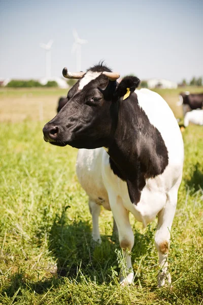 stock image Cow beauty knows how to pose