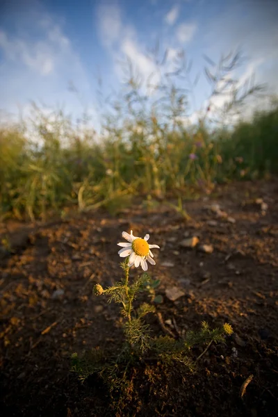 Flor de margarida solitária fora do campo Imagem De Stock