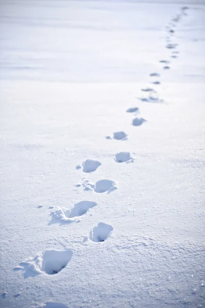 Fotsteg i snön Stockfoto