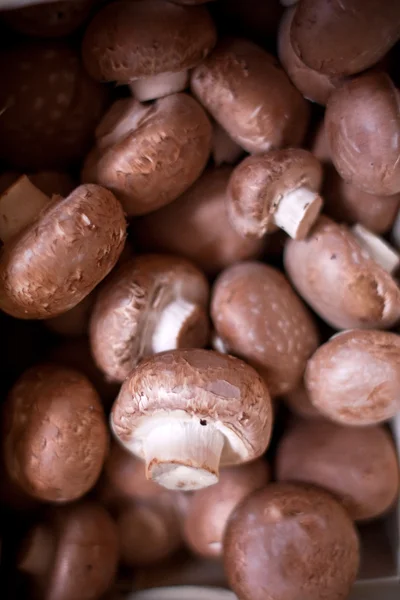 Свіжі коричневі гриби агариків Стокова Картинка