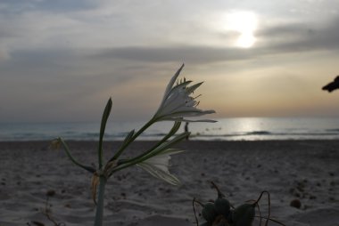 sunrise adlı bir çiçek