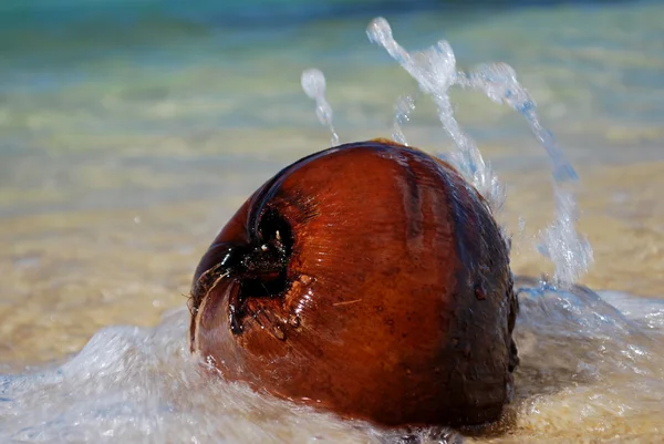 stock image Coconut