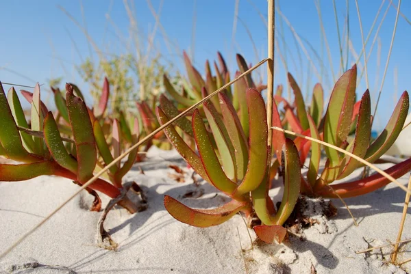 stock image Plants