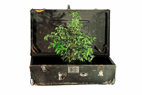 Gammal resväska med träd inne Royaltyfria Stockbilder