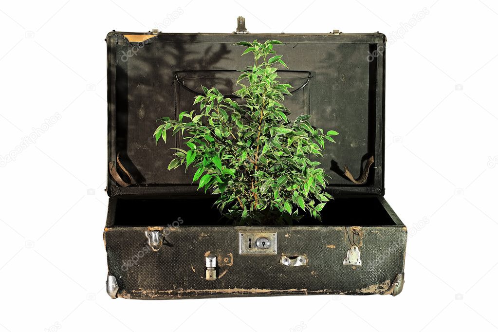 Old Suitcase with Tree Inside