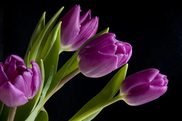 Układ tulipan fioletowy — Zdjęcie stockowe