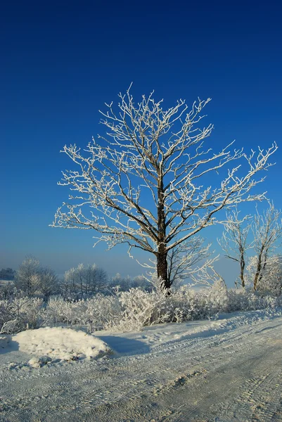 Winter Morning — Stock Photo, Image