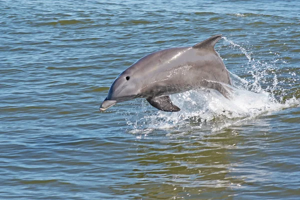 Delphin Stockbild