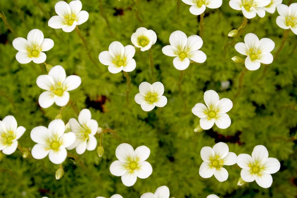 Saxifraga 흰 꽃 — 스톡 사진