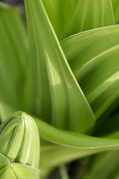 stock image Fresh leaves of veratrum