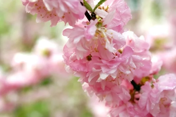 stock image Cherry blossoms