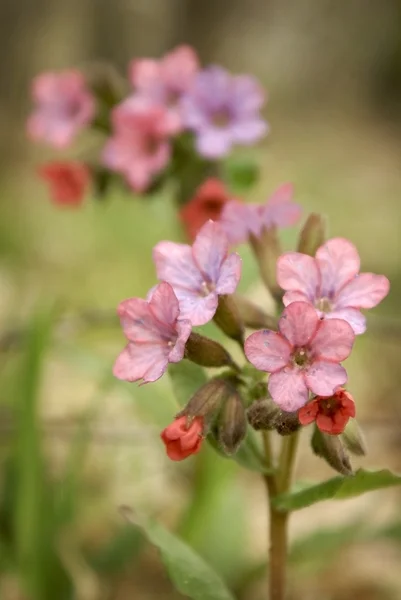 Vahşi bahar çiçekleri — Stok fotoğraf
