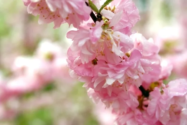 Flores de cerezo Imágenes de stock libres de derechos