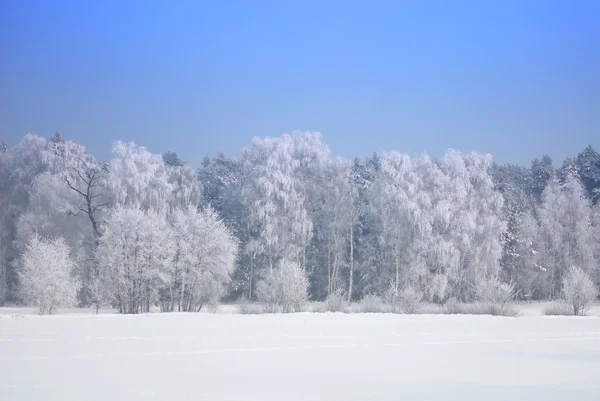Foresta in inverno Fotografia Stock