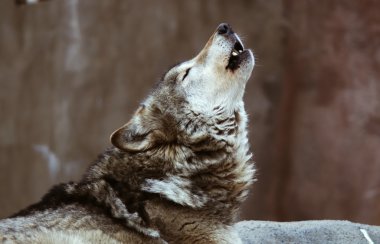 Wolves howl clipart