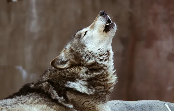Los lobos aullan Imágenes de stock libres de derechos