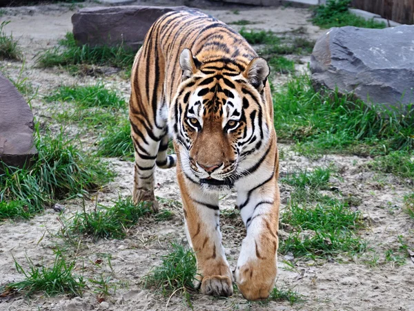 Tigre che cammina Immagine Stock