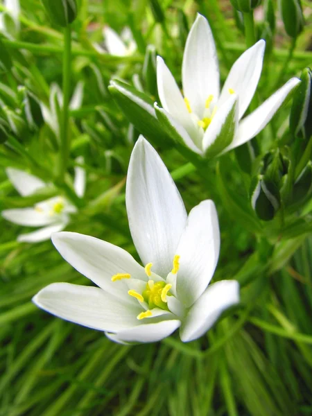 Two white flowers in a garden — Stok fotoğraf